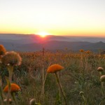 Mt Buller - summer sunset and meadow